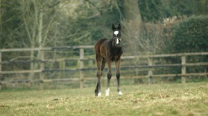 2013 Filly by Dansili